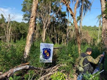 Curuguaty: Destruyen plantación de marihuana en una Reserva Natural